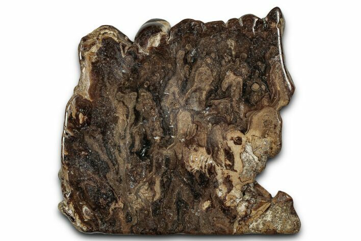 Polished Fossil Stromatolite (Chlorellopsis?) Slab - Wyoming #357268